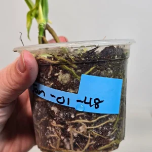 Monstera Adansonii Aurea Variegated Live Plant - Swiss Cheese Vine Houseplant - Image 6