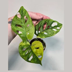 Monstera Adansonii Aurea Variegated Swiss Cheese Plant - Live Houseplant - Image 2