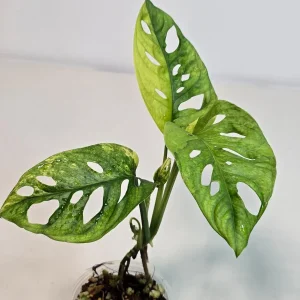 Monstera Adansonii Aurea Variegated Swiss Cheese Plant - Live Houseplant - Image 4