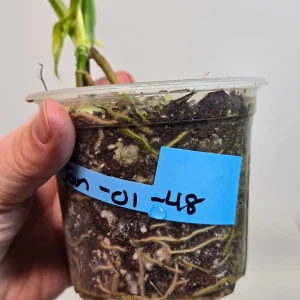 Monstera Adansonii Aurea Variegated Swiss Cheese Plant - Live Houseplant - Image 7