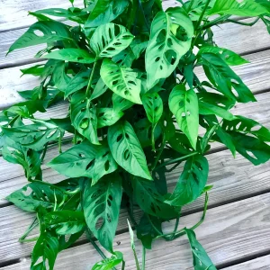 Monstera Adansonii Cuttings – Live Indoor Swiss Cheese Plant – Easy Care Houseplant - Image 4