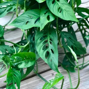 Monstera Adansonii Cuttings – Live Indoor Swiss Cheese Plant – Easy Care Houseplant - Image 6