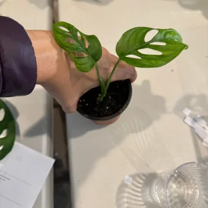 Monstera Adansonii Cuttings – Live Indoor Swiss Cheese Plant – Easy Care Houseplant - Image 7