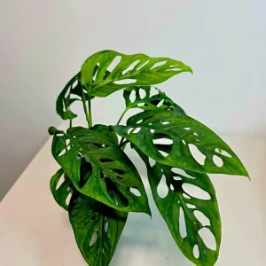 Monstera Adansonii Laniata Live Plant – 4 inch Pot – Wide Form Swiss Cheese Houseplant - Image 3