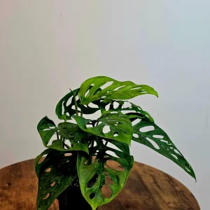 Monstera Adansonii Laniata Live Plant – 4 inch Pot – Wide Form Swiss Cheese Houseplant - Image 6