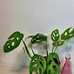 Monstera Adansonii Laniata Live Plant - 6 inch Pot - Wide Form Vining Houseplant - Image 3