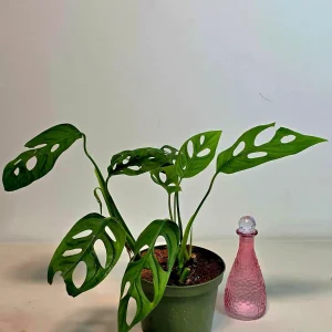 Monstera Adansonii Laniata Live Plant - 6 inch Pot - Wide Form Vining Houseplant - Image 4