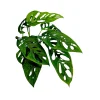 Monstera Adansonii Laniata Live Plant – Swiss Cheese Vine – 4 Inch Pot – Indoor Houseplant - Image 1