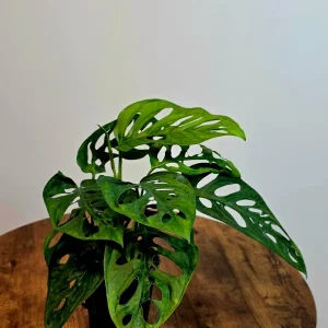 Monstera Adansonii Laniata Live Plant – Swiss Cheese Vine – 4 Inch Pot – Indoor Houseplant - Image 5