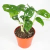 Monstera Adansonii Live Plant - 4 inch Pot - Indoor Vining Aroid - Image 1