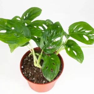 Monstera Adansonii Live Plant - 4 inch Pot - Indoor Vining Aroid - Image 2