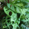Monstera Adansonii Live Plant - Swiss Cheese Vine, 3.5-inch Pot, Indoor Tropical - Image 1