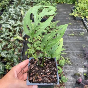 Monstera Adansonii Live Plant - Swiss Cheese Vine, 3.5-inch Pot, Indoor Tropical - Image 3