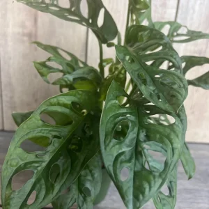 Monstera Adansonii Live Plant – Swiss Cheese Vine – 4 inch Pot – Indoor/Outdoor - Image 3