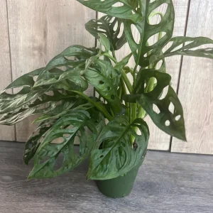 Monstera Adansonii Live Plant – Swiss Cheese Vine – 4 inch Pot – Indoor/Outdoor - Image 5
