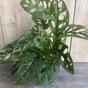 Monstera Adansonii Live Plant – Swiss Cheese Vine – 4 inch Pot – Indoor/Outdoor - Image 6