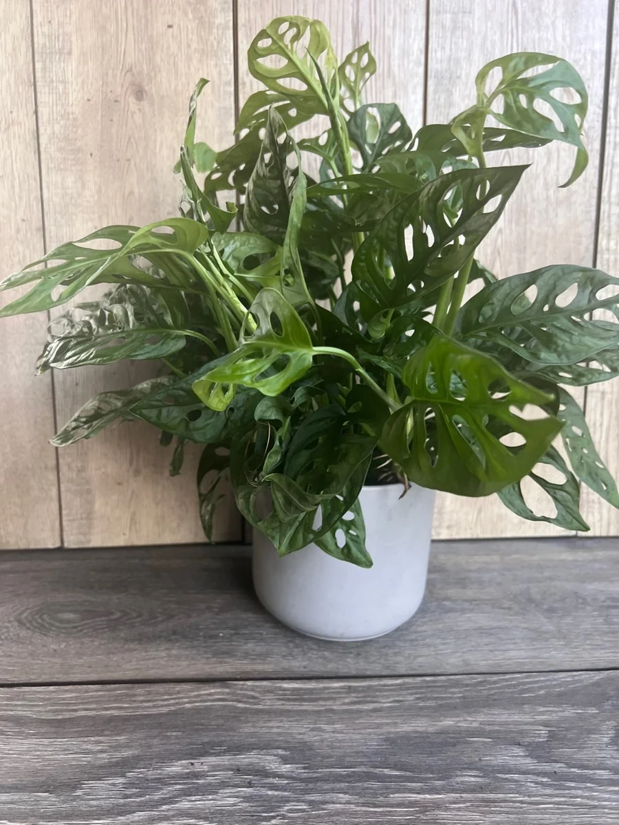 Monstera Adansonii Live Plant – Swiss Cheese Vine – 6 inch Pot – Indoor Houseplant - Image 2