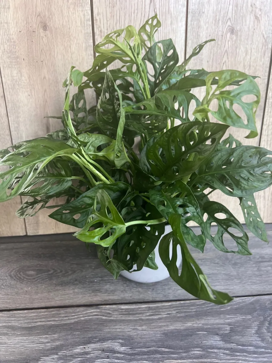 Monstera Adansonii Live Plant – Swiss Cheese Vine – 6 inch Pot – Indoor Houseplant - Image 3