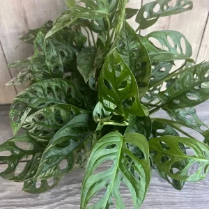 Monstera Adansonii Live Plant – Swiss Cheese Vine – 6 inch Pot – Indoor Houseplant - Image 1