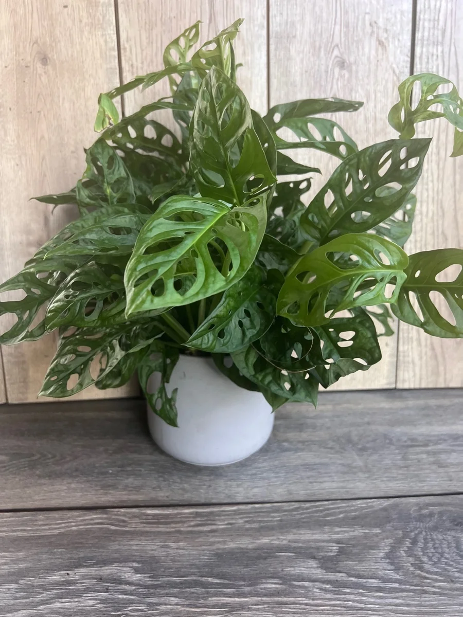 Monstera Adansonii Live Plant – Swiss Cheese Vine – 6 inch Pot – Indoor Houseplant - Image 4
