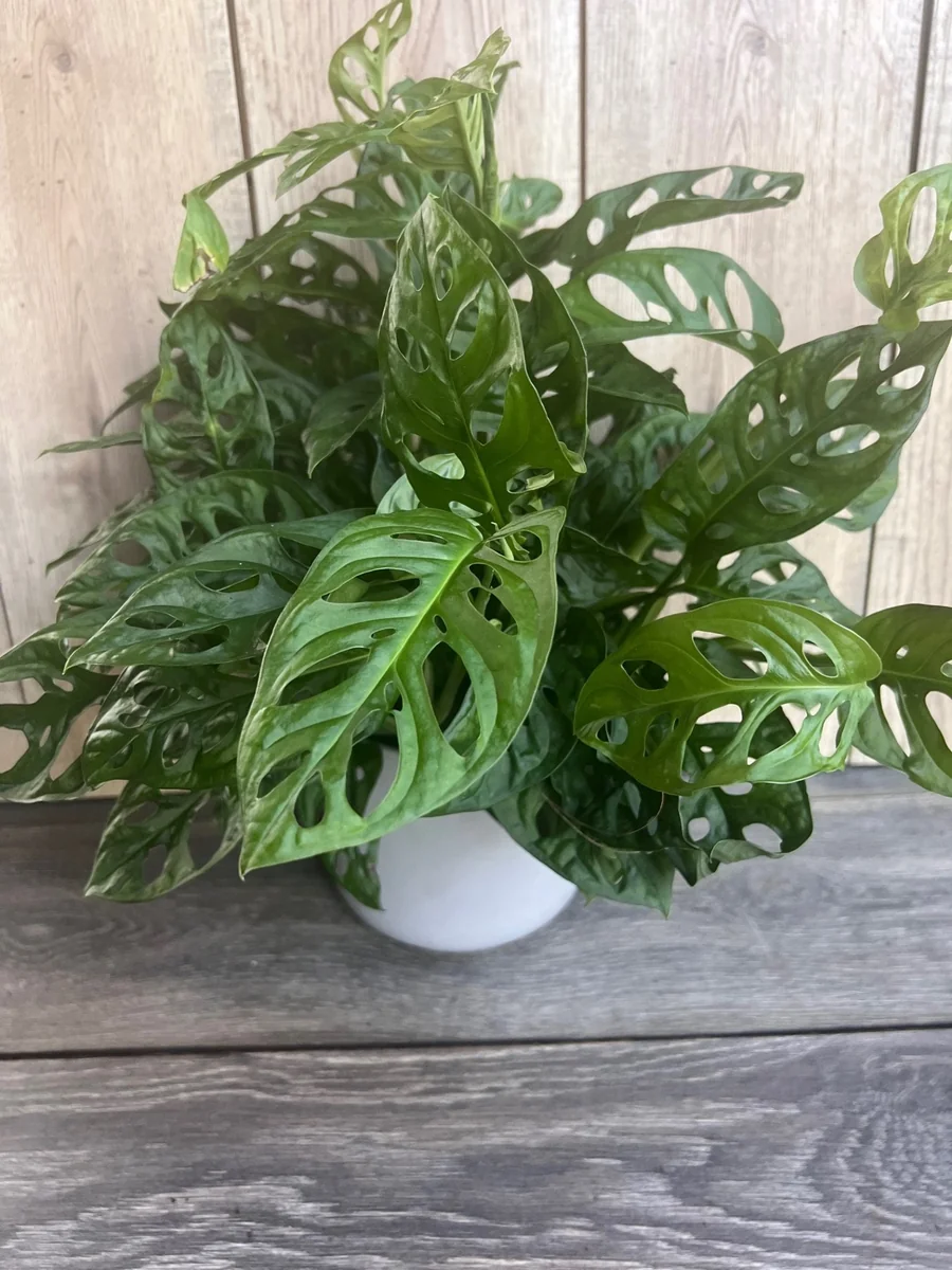 Monstera Adansonii Live Plant – Swiss Cheese Vine – 6 inch Pot – Indoor Houseplant - Image 5