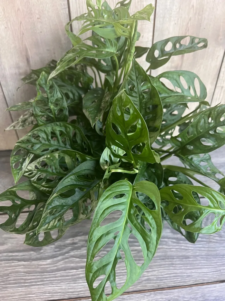 Monstera Adansonii Live Plant – Swiss Cheese Vine – 6 inch Pot – Indoor Houseplant - Image 1