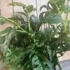 Monstera Adansonii Live Plant – Swiss Cheese Vine – 8 inch HB Pot – Indoor - Image 1