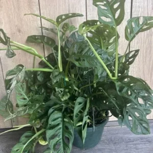 Monstera Adansonii Live Plant – Swiss Cheese Vine – 8 inch HB Pot – Indoor - Image 2