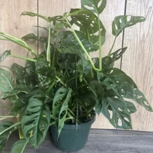Monstera Adansonii Live Plant – Swiss Cheese Vine – 8 inch HB Pot – Indoor - Image 5