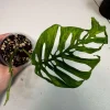 Monstera Adansonii Mottled Live Plant - Rare Variegated Swiss Cheese Houseplant - Image 1