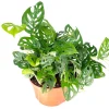 Monstera Adansonii Swiss Cheese Live Plant – 8'' Pot – Indoor Tropical - Image 1