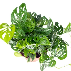 Monstera Adansonii Swiss Cheese Live Plant – 8'' Pot – Indoor Tropical - Image 2