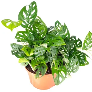 Monstera Adansonii Swiss Cheese Live Plant – 8'' Pot – Indoor Tropical - Image 1