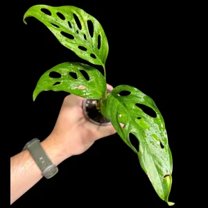 Monstera Adansonii Swiss Cheese Live Potted Plant - 2 inch Pot - Indoor Air Purifying - Image 3