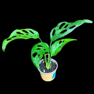 Monstera Adansonii Swiss Cheese Live Potted Plant - 2 inch Pot - Indoor Air Purifying - Image 1
