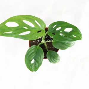 Monstera Adansonii Swiss Cheese Plant – Live Houseplant – 2 inch Pot – Indoor - Image 2