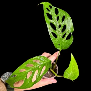 Monstera Adansonii Swiss Cheese Plant - Live Indoor Plant in 4 inch Pot - Image 3