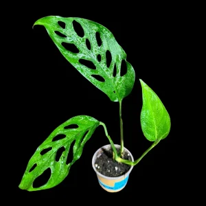 Monstera Adansonii Swiss Cheese Plant - Live Indoor Plant in 4 inch Pot - Image 1