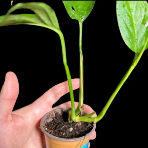 Monstera Adansonii Swiss Cheese Plant - Live Indoor Plant in 4 inch Pot - Image 5