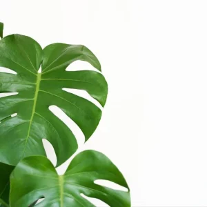 Monstera Adansonii Swiss Cheese Plant – Live Plant – 4 inch Pot – Indoor - Image 3