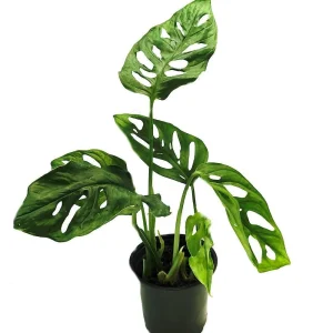 Monstera Adansonii Swiss Cheese Plant – Live Plant – 4 inch Pot – Indoor - Image 1