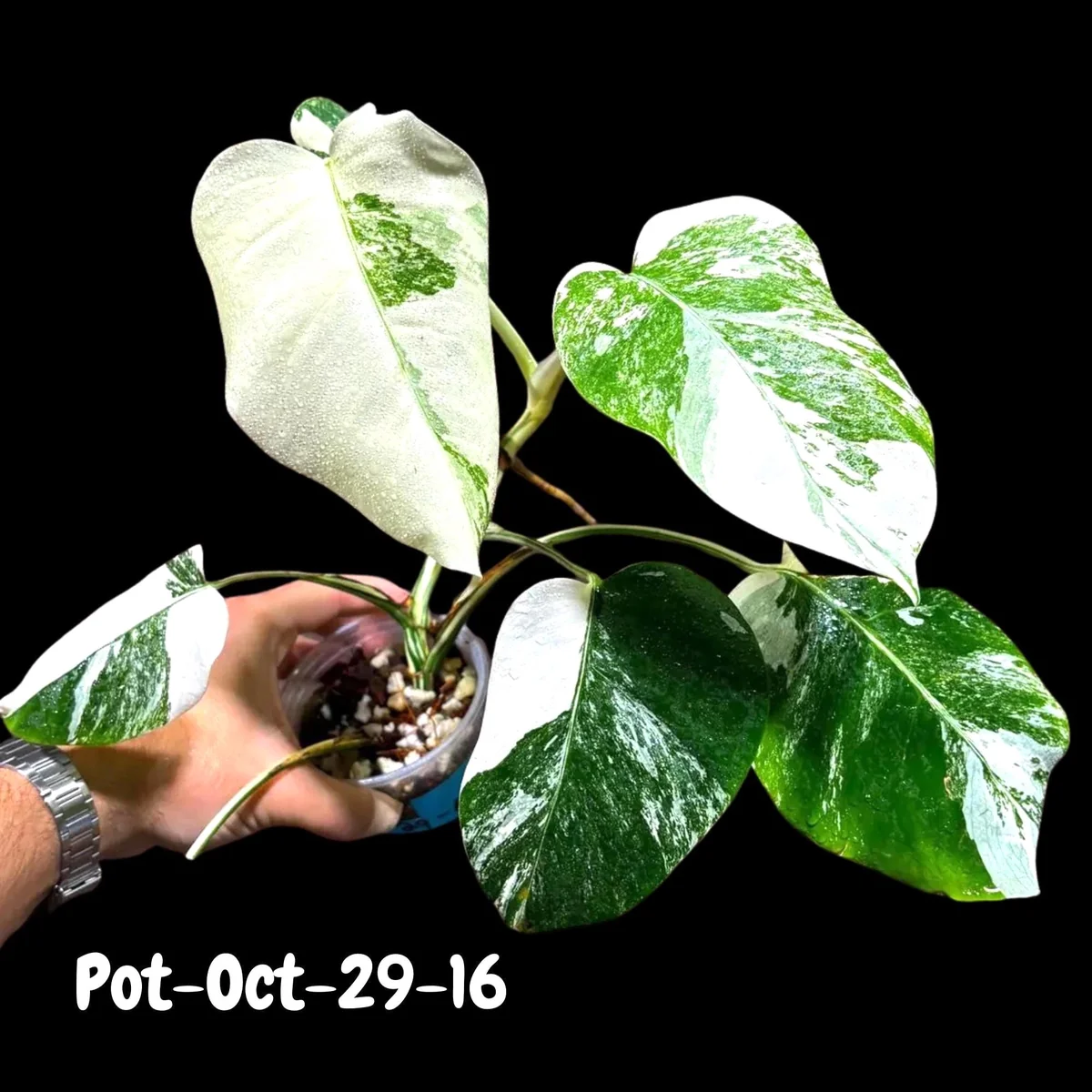 Monstera Albo Live Plant - Rare Variegated Indoor Houseplant - Image 10