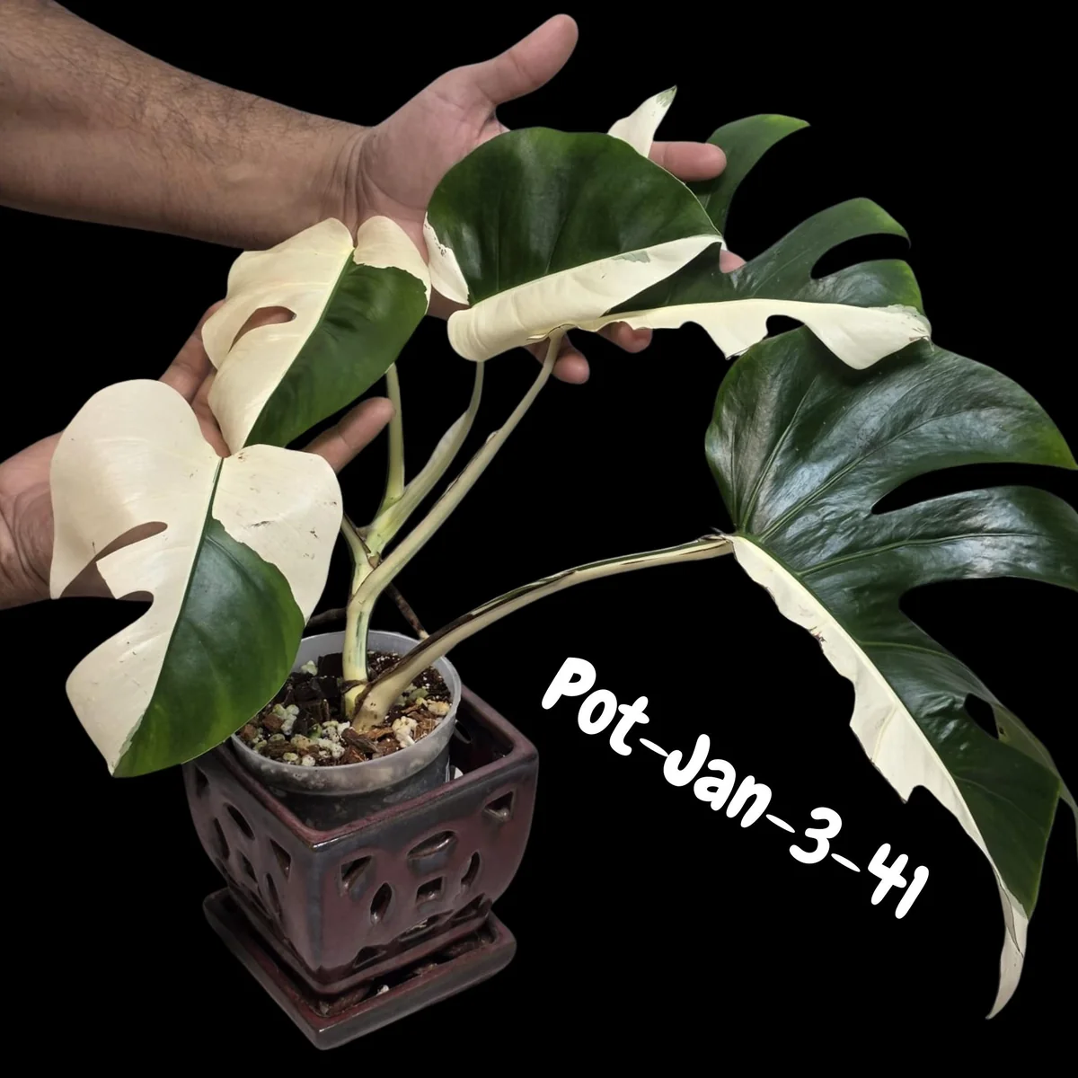 Monstera Albo Live Plant - Rare Variegated Indoor Houseplant - Image 2