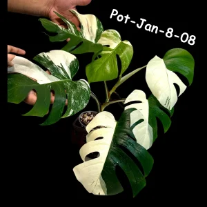 Monstera Albo Live Plant - Rare Variegated Indoor Houseplant - Image 3
