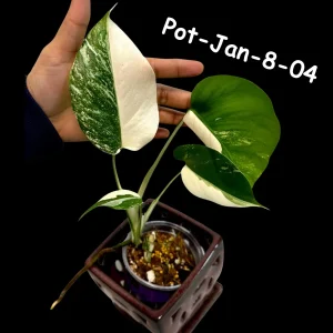 Monstera Albo Live Plant - Rare Variegated Indoor Houseplant - Image 5