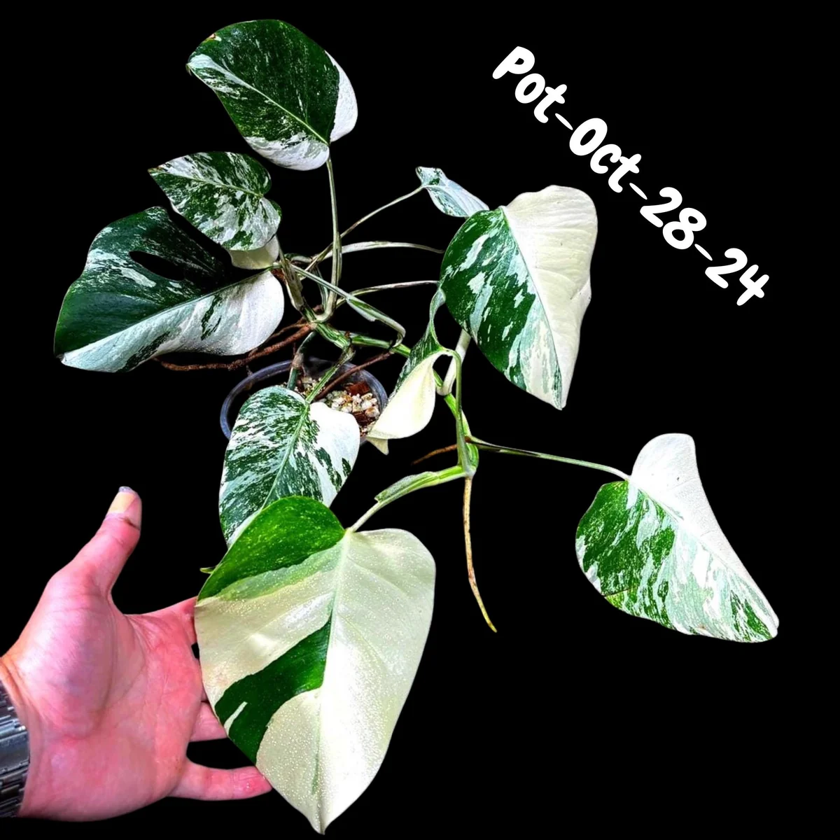 Monstera Albo Live Plant - Rare Variegated Indoor Houseplant - Image 6