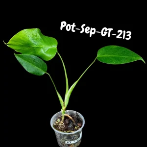 Monstera Albo Live Plant - Variegated Borsigiana Albo Houseplant - Image 7