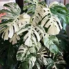 Monstera Albo Variegata Live Plant - Rare Starter Houseplant - Image 1