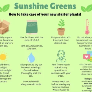 Monstera Albo Variegata Live Plant - Rare Starter Houseplant - Image 2