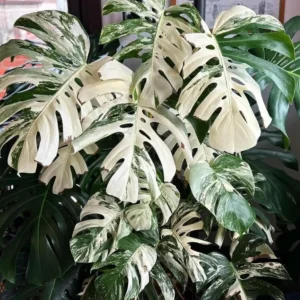 Monstera Albo Variegata Live Plant - Rare Starter Houseplant - Image 1